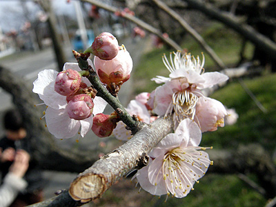 梅の花