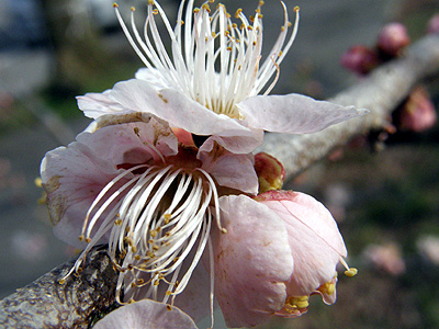 梅の花