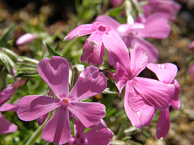 芝桜