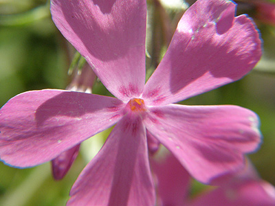 芝桜