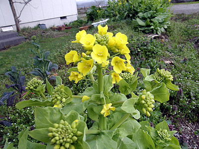 菜の花