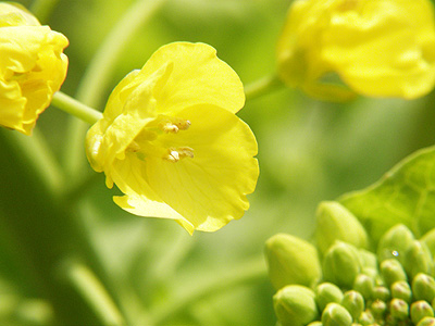 菜の花