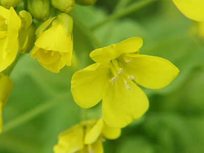 菜の花