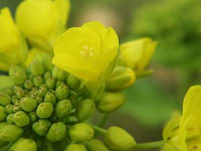 菜の花