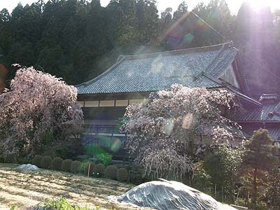 枝垂桜