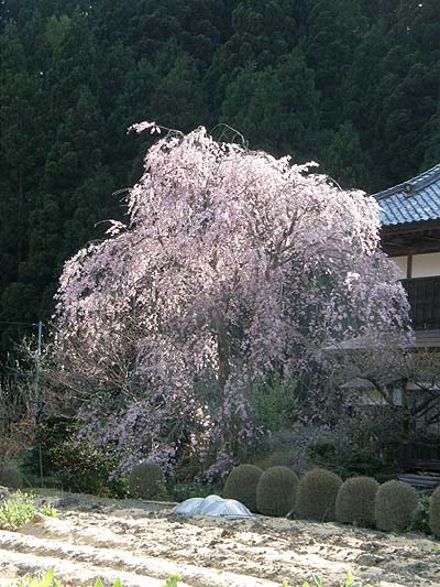 枝垂桜