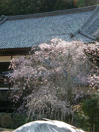 枝垂桜