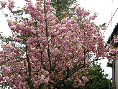 八重桜