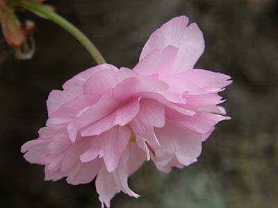 八重桜