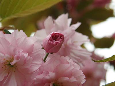 八重桜