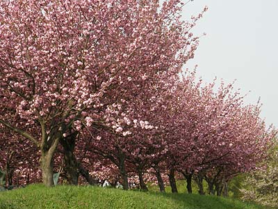 瓢湖の八重桜