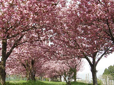 瓢湖の八重桜