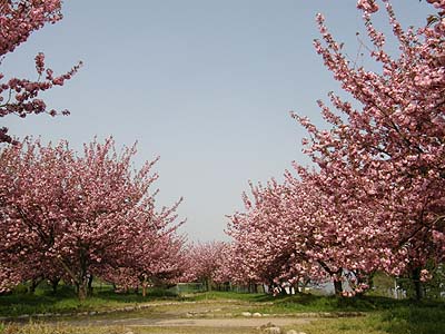 瓢湖の八重桜