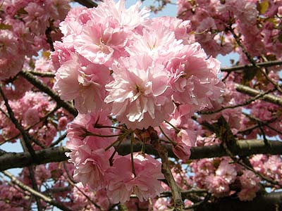 瓢湖の八重桜