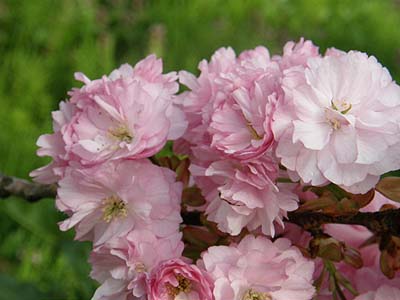 瓢湖の八重桜