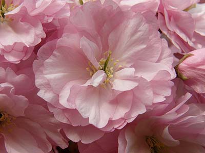瓢湖の八重桜