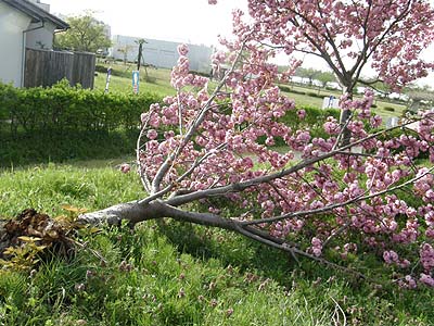 瓢湖の八重桜