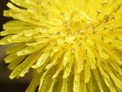 タンポポの花