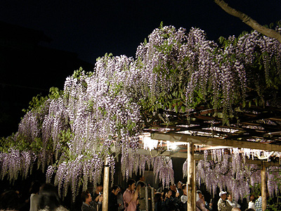 北方博物館の藤