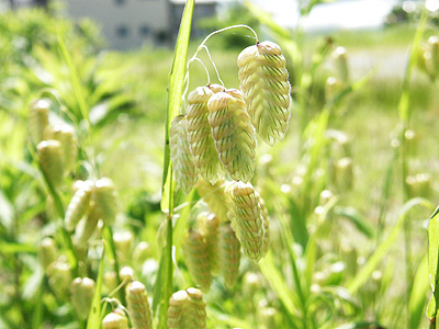 小判草