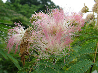 ねむの花