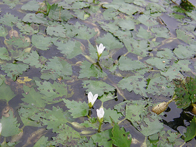 水草