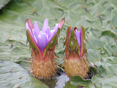 オニバスの花