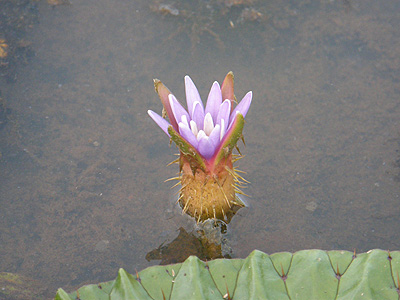 オニバスの花