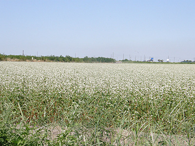 蕎麦の花