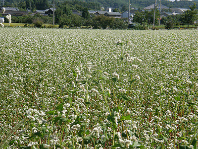 蕎麦の花