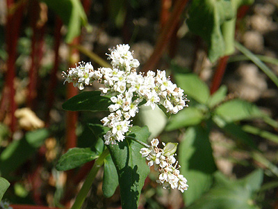 蕎麦の花