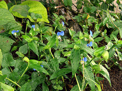 露草