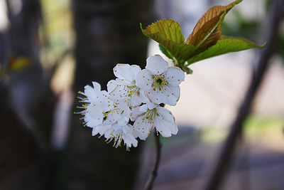 サクランボの花