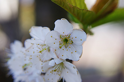 サクランボの花