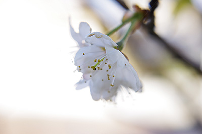 サクランボの花