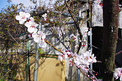 杏の花