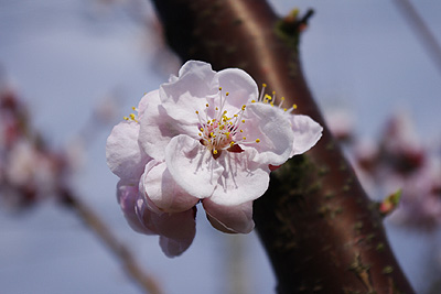 杏の花