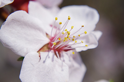 杏の花