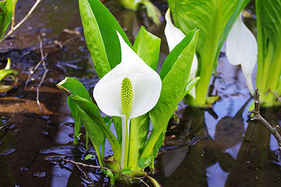 水芭蕉