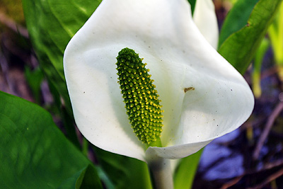 水芭蕉