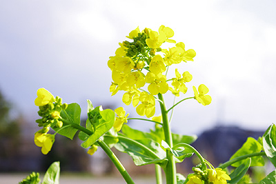 菜の花