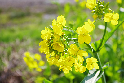 菜の花