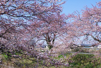 桜