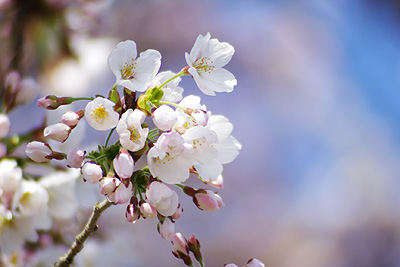 桜