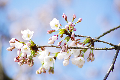 桜