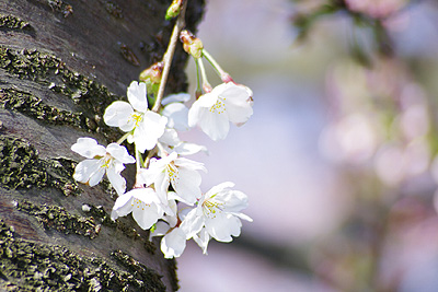 桜