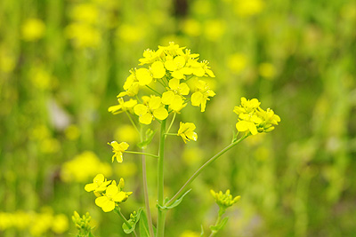 菜の花