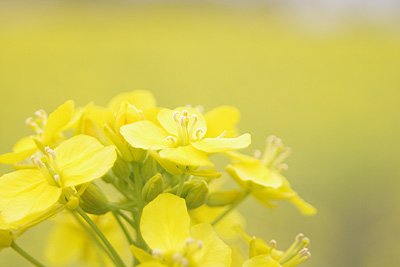 菜の花