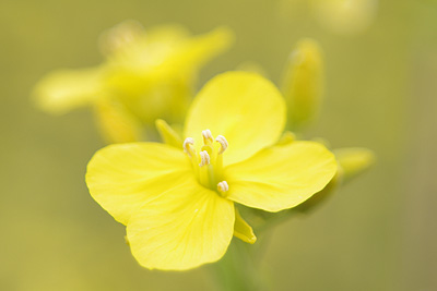 菜の花