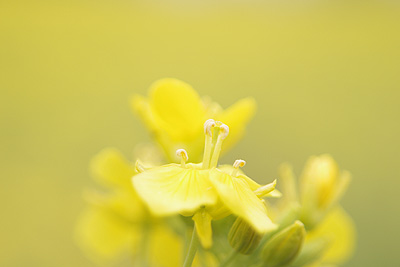 菜の花